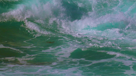 California-Otter-casually-doing-the-backstroke-in-crashing-waves