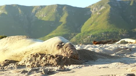Southern-Elephant-Seal-rests-comfortably-on-famous-Onrus-beach-for-annual-moult