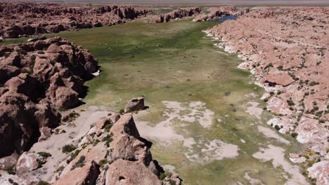 Rugged-altiplano-aerial-descends-to-llamas-grazing-in-green-valley