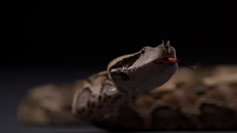 La-Serpiente-Víbora-De-Gabón-Mira-Con-Curiosidad-A-Su-Alrededor,-De-Cerca-La-Cara-Y-Los-Cuernos.