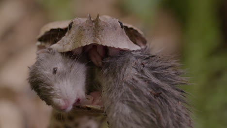 Extreme-Nahaufnahme-Einer-Gabunviper,-Die-Eine-Ratte-Frisst