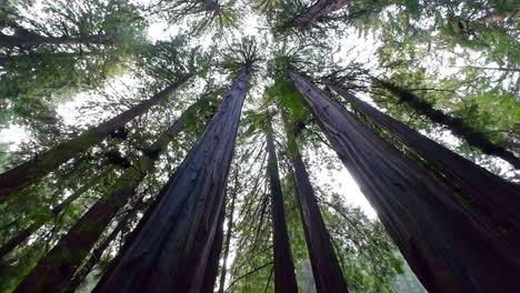California-forests-filled-with-large-trees,-tilting-down