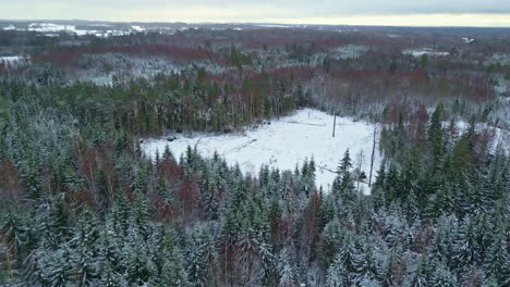 Winter-Scene-Of-Pine-Tree-Woods-Covered-In-Snow