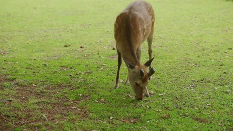 Ciervos-Salvajes-Comiendo-Hierba-En-Nara