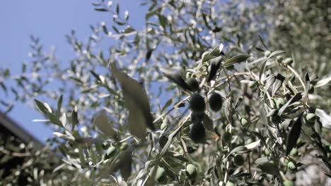 Olivenbaum-Mit-Grünen-Oliven,-Blauer-Himmel-Im-Hintergrund,-Geringe-Tiefe-Der-Eingereichten-Kinoaufnahme