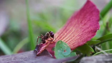 Red-Fire-Ants-Collecting-Food-From-Fallen-Flower-Petals-Outdoor