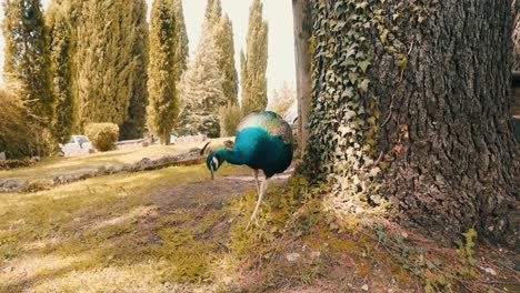 Beautiful-peacock-walking-around-in-wilderness