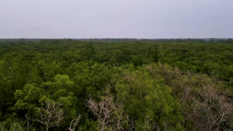 Bosque-De-Manglares---árboles-De-Manglares-De-Sundarbans-En-Bangladesh