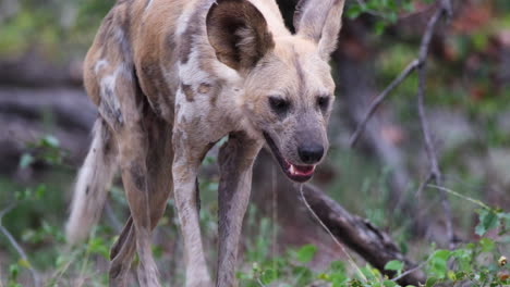 Afrikanischer-Wildhund,-Der-Durch-Die-Savanne-In-Südafrika-Läuft