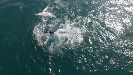 Aerial-shot-of-a-humpback-whale-teaching-its-calf-how-to-slap-its-fin