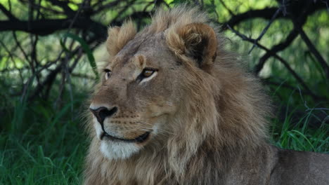 Primer-Plano-De-La-Cara-Del-León,-Sentado-En-La-Naturaleza