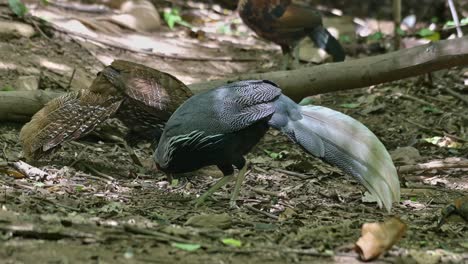 Seen-foraging-on-the-forest-ground-both-male-and-female,-Kalij-Pheasant-Lophura-leucomelanos,-Thailand