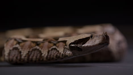 Gaboon-viper-slithering-across-frame---side-profile-close-up
