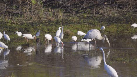 Wood-stork-and-egrets-wading-and-foraging-in-shallow-wetland