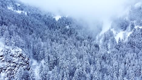 Aerial-winter-landscape-of-snow-capped-evergreen-trees-in-mountain