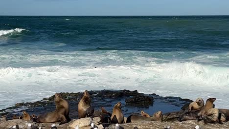 Sea-lions-and-birds-on-cliff-resting-and-playing-during-king-tide-with-windy-ruff-ocean-waves-in-the-background