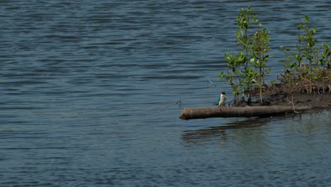 Seen-shaking-the-crab-in-its-mouth-and-slamming-it-on-the-bamboo-where-it-is-perching,-collared-kingfisher-Todiramphus-chloris,-Thailand