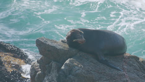 Tierwelt-Von-Big-Sur-–-Ganzkörperaufnahme-Eines-Seelöwen-Beim-Sonnenbaden-Auf-Einem-Felsen