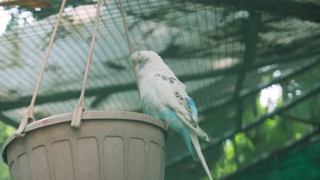 Vögel-Sind-In-Käfigen-Eingesperrt