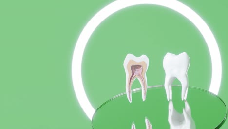 Vertical-of-section-molar-tooth-showing-nerves-and-implants-rotate-above-dentist-mirror-diagnosis-mockup-dental-studio-3d-rendering-animation-green-background