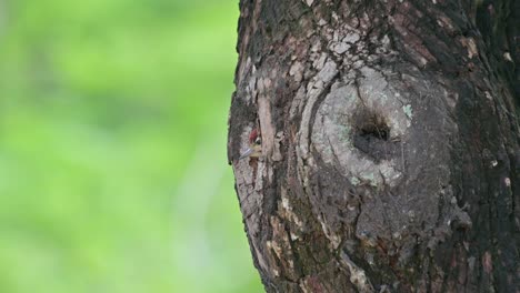 Blick-Aus-Der-Neuen-Welt,-Die-Auf-Ihn-Wartet,-Speckle-breasted-Woodpecker-Dendropicos-Poecilolaemus,-Thailand