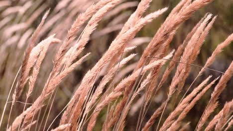 Hierba-Seca-Que-Sopla-En-El-Viento