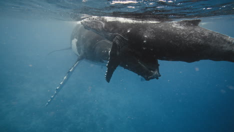 Ballenas-Jorobadas-En-Vava&#39;u-Tonga