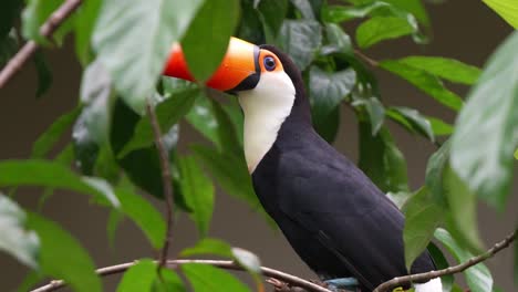Exotic-wildlife-species,-toco-toucan-with-massive-beak,-perched-on-tree-branch,-spread-its-wings-and-fly-away,-slow-motion-close-up-shot