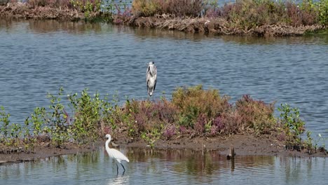 Seen-standing-on-mound-with-plants-as-a-Little-Egret-moves-to-the-left,-Grey-Heron-Ardea-cinerea,-Thailand