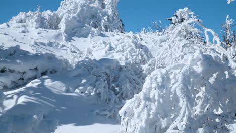 Pendiente-Cubierta-De-Nieve-De-Montaña-Y-árboles-Doblados-Cubiertos-De-Nieve-En-Ventisqueros-Contra-El-Cielo-Azul---Cámara-Lenta-Inclinada-Hacia-Abajo-Revelación-De-Pan