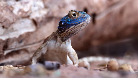 Closeup-Of-Blue-Head-Of-Ground-Agama-Lizard-Looking-Around-In-Its-Habitat