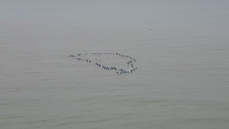 Surfistas-Formando-Un-Círculo-En-El-Mar-En-Wenduine,-Bélgica-En-Un-Remo-Para-Un-Evento-De-Paz,-Cielo-Nublado,-Vista-Aérea