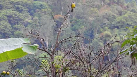 Great-Kiskadee-Bird-Los-Nevados-National-Park-Risaralda,-Colombia