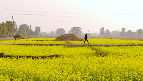 Drohnenaufnahme-Eines-Dorfbewohners-In-Der-Terai-Region-Im-Osten-Nepals,-Der-An-Einem-Sonnigen-Tag-Kultivierte-Landwirtschaftliche-Flächen-Voller-Blühender-Senfblumen-Besichtigt