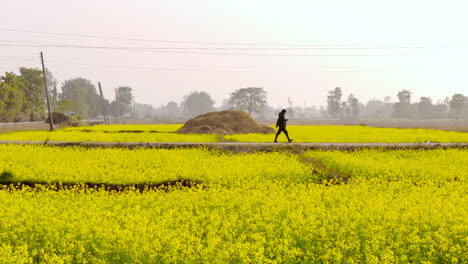 Toma-De-Drones-De-Un-Aldeano-Local-En-La-Región-De-Terai,-En-El-Este-De-Nepal,-Recorridos-Por-Tierras-Agrícolas-Cultivadas-Llenas-De-Flores-De-Mostaza-Que-Florecen-En-Un-Día-Soleado