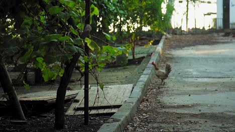 Rooster-strolling-in-Medina-Sidonia,-Cádiz-alley