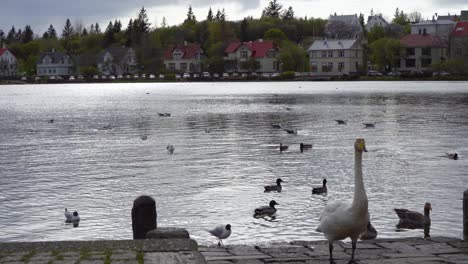 Swan-and-ducks-by-a-serene-lake-with-Icelandic-houses-in-background,-cloudy-day