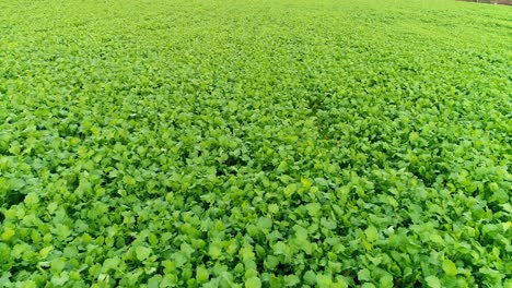 Aerial-Shot-of-Cultivated-Agriculture-Field