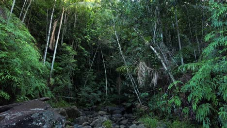En-Lo-Profundo-De-La-Selva-Amazónica,-Explorando-Lo-Desconocido.