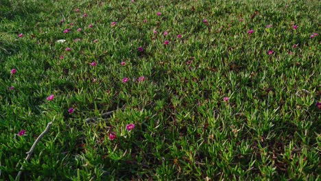 Pink-Wildflowers-Sprouting-in-Green-Field