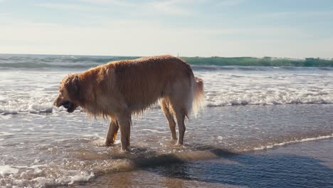 Golden-Retriever-Hund-Am-Sandstrand,-Hält-Ball-Im-Maul-Vor-Meereswellen-In-Zeitlupe