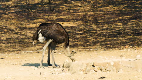 Ostrich-couple-close-to-each-other-at-a-waterhole