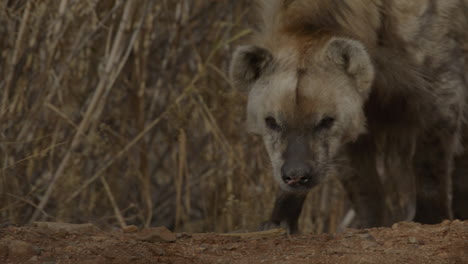 Close-up-spotted-hyena-walking-in-slow-motion
