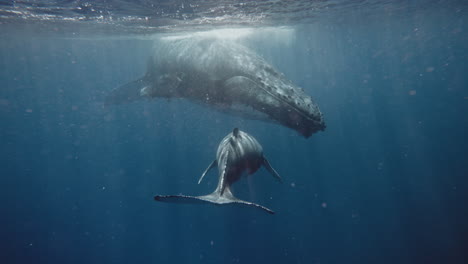 Beautiful-Underwater-Footage-Of-A-Baby-Humpback-Whale-Swimming-Up-Towards-Mom-Revealing-Its-Unique-Pigmentation-Pattern-On-The-Underside-Of-Its-Tail