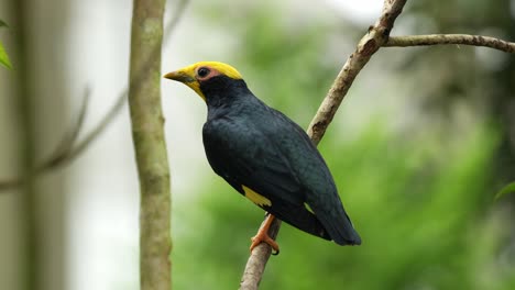 Close-up-shot-of-a-golden-crested-myna,-ampeliceps-coronatus-perched-on-tree-branch,-wondering-around-the-surroundings,-spread-its-wings-and-fly-away