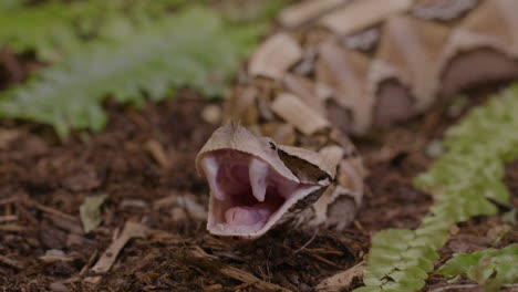 Gaboon-viper-showing-off-her-enormous-fangs