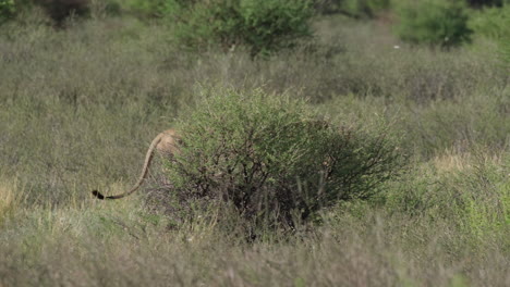 Männlicher-Löwe-Läuft-Hinter-Den-Büschen-In-Afrika