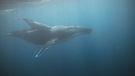 Humpback-Whales,-Mother-And-Calf-Migration-Story