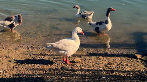 A-cluster-of-geese-perched-by-the-water's-edge-during-daylight,-epitomizing-animals-in-their-native-habitat