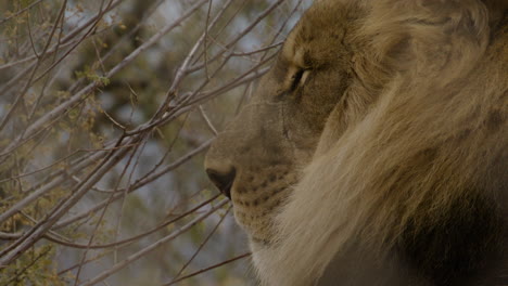 Side-profile-majestic-male-lion-in-the-wild